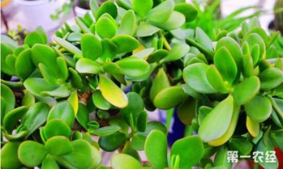 燕子掌葉子變軟怎么辦，教你最常見(jiàn)兩種解決辦法(光照與施肥)