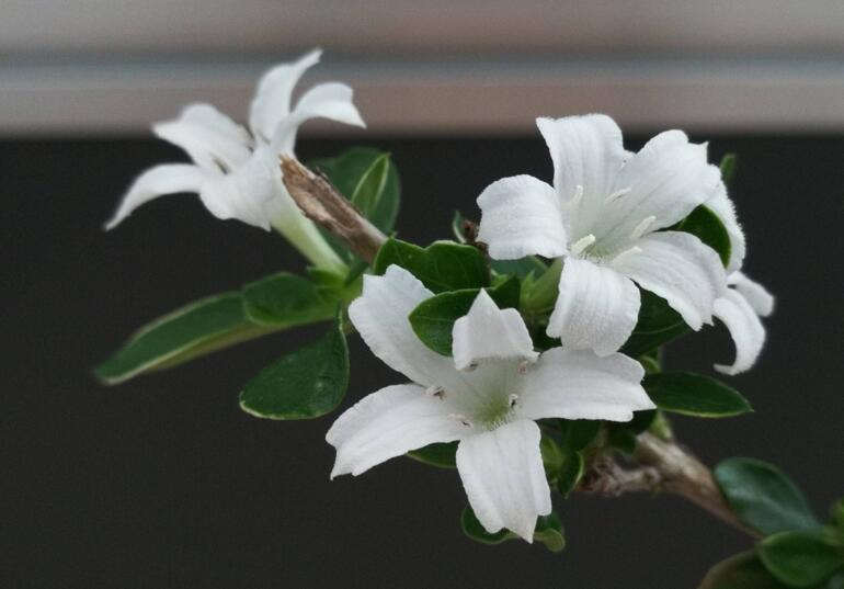 六月雪樹葉發(fā)黑怎么辦，找清原因及時救治（三種原因及解決方法）