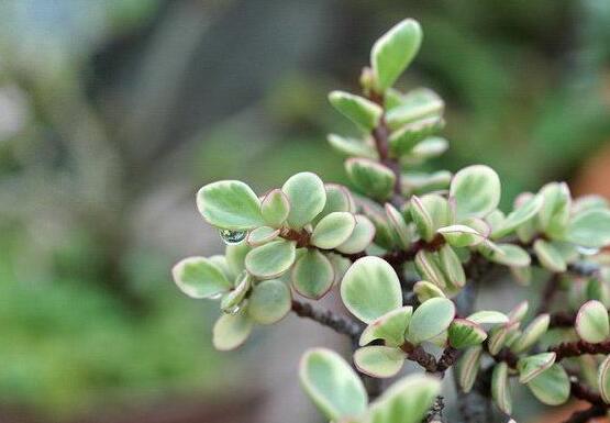 雅樂(lè)之舞的養(yǎng)殖方法和注意事項(xiàng)，老農(nóng)總結(jié)最實(shí)用八大養(yǎng)殖方法