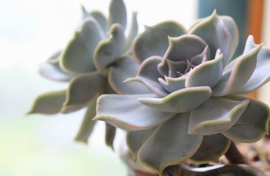 寶石花的繁殖方法，葉插和插穗操作方法