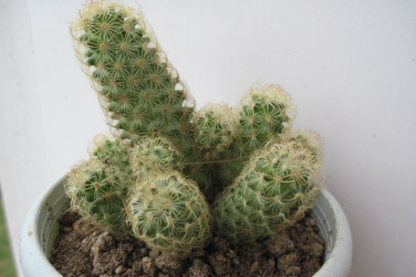 仙人掌有毒嗎，烏羽玉屬/巖牡丹屬等品種有毒