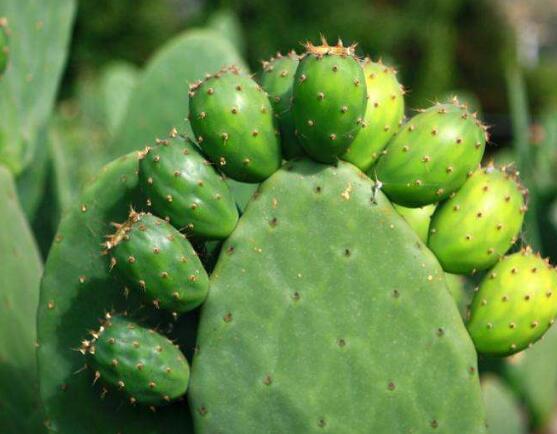 仙人掌多久開花一次，養(yǎng)殖3-5年才可開花