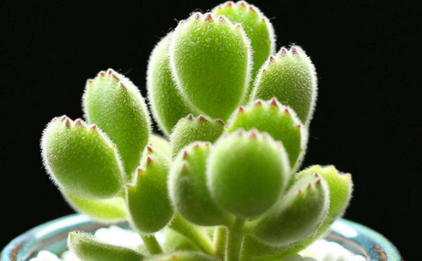 熊童子多久澆一次水，要根據(jù)季節(jié)的變化來澆水