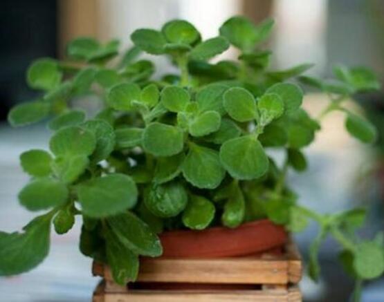 碰碰香扦插方法，教你六點步驟扦插爆盆