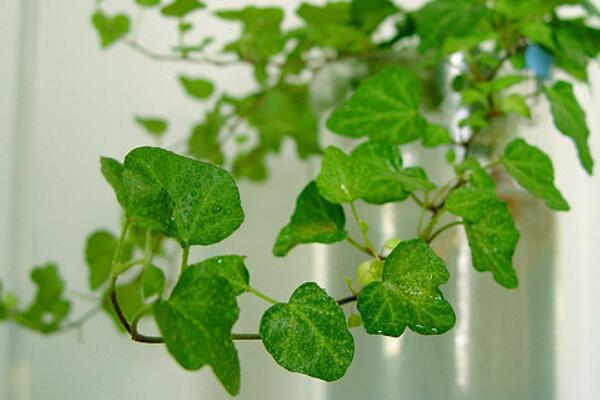 常春藤種子種植方法，必須要掌握的5個方法