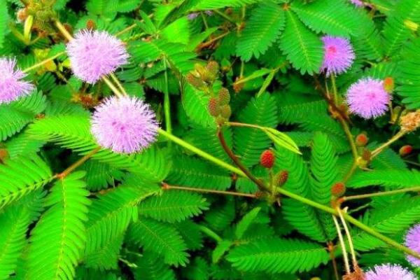 含羞草葉子干萎如何恢復(fù)