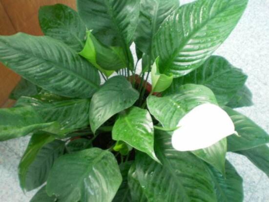 一帆風(fēng)順花期，大多數(shù)在5-8月開花(一年四季均可開花)