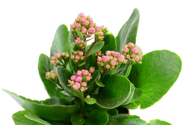 長(zhǎng)壽花怎么養(yǎng)才能爆盆