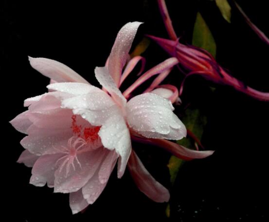 曇花怎么澆水，不同季節(jié)不同澆水量(見干見濕)