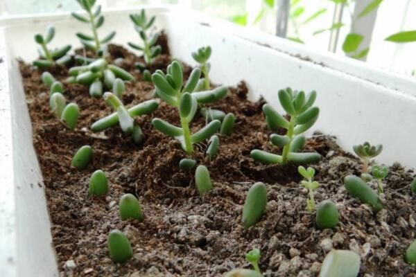 雅樂(lè)之舞扦插季節(jié)，春秋兩季繁殖成活率最高