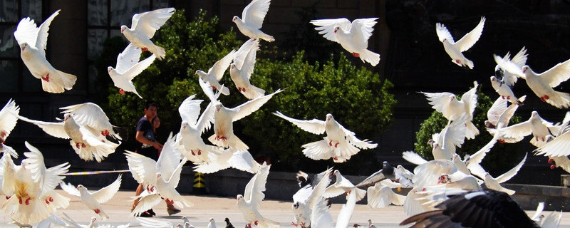 肉鴿怎么分公母最簡(jiǎn)單方法