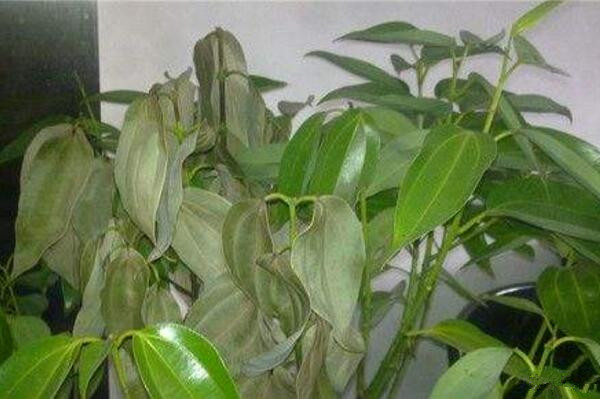 平安樹葉尖發(fā)黑怎么辦，找到原因及時(shí)處理