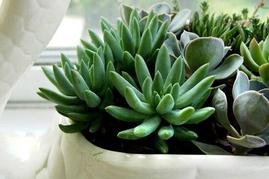 寶石花的花語是什么，代表著一種永不凋謝的愛、大富大貴