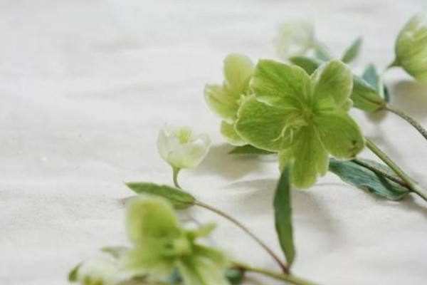 綠菟葵花語(yǔ)