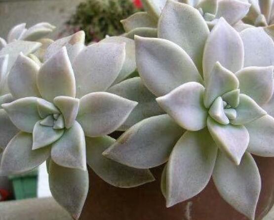 寶石花怎么澆水，不同季節(jié)不同澆水量(控水為主)