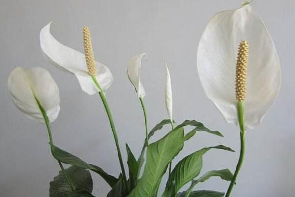 白掌和一帆風(fēng)順是一種花嗎，是同一種植物沒區(qū)別