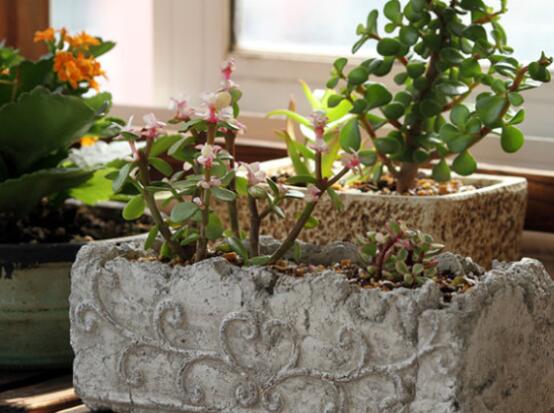 雅樂之舞怎么養(yǎng)能開花，只需要五個步驟花開爆盆