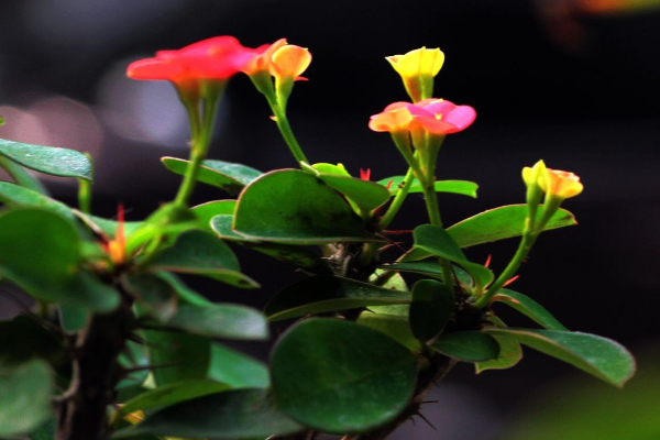 虎刺梅怎么養(yǎng)怎么配土，使用疏松肥沃、通透性較強(qiáng)的土壤