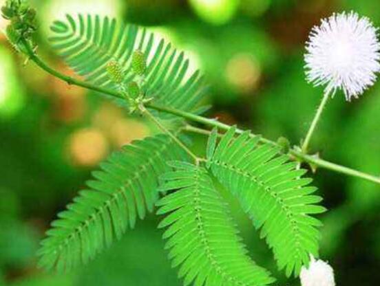 含羞草脫發(fā)能好嗎，能好/注意要有效避免接觸