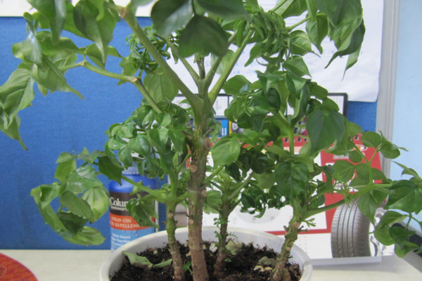 幸福樹幾天澆一次水，一般情況可7~10天澆水一次