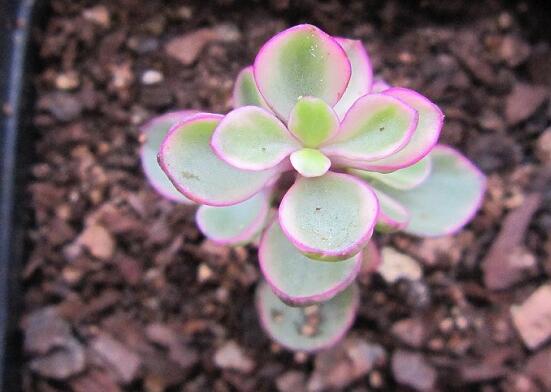 雅樂之舞葉片發(fā)皺是怎么回事，主要有三種原因造成(光照/溫度/澆水)