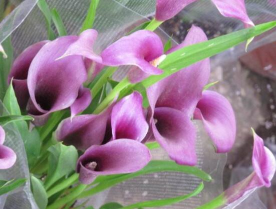 彩馬蹄蓮的養(yǎng)殖方法，做好五個要點花開艷麗