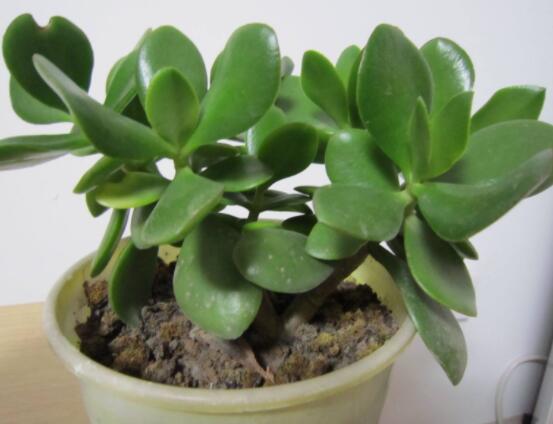 植物燕子掌有毒嗎，無(wú)毒與有毒需待進(jìn)一步科學(xué)考證(證據(jù)不足)