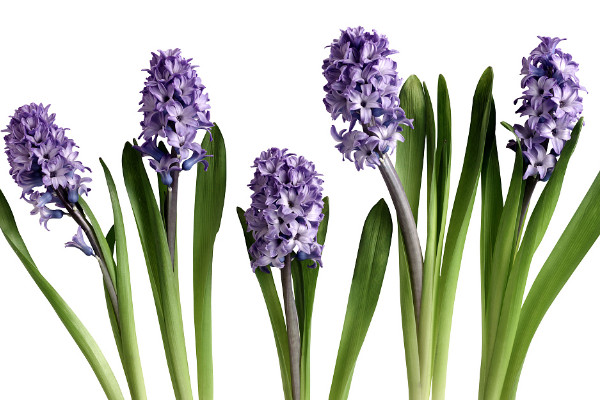 風(fēng)信子冬天開花嗎