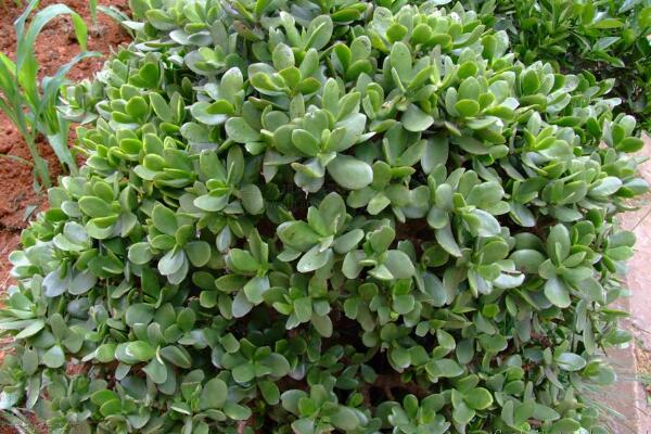 玉樹圖片，特征、習性、價值以及風水作用