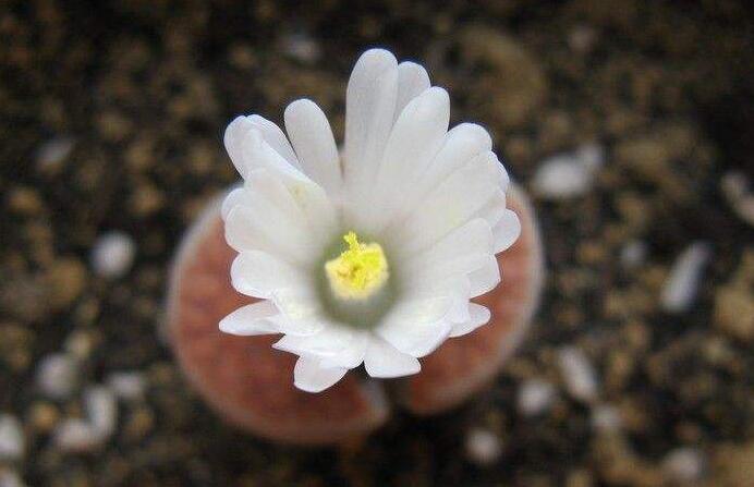 生石花用什么土最好，適宜的土壤配制