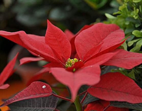 一品紅花語寓意是什么，代表著為你一路降妖除魔