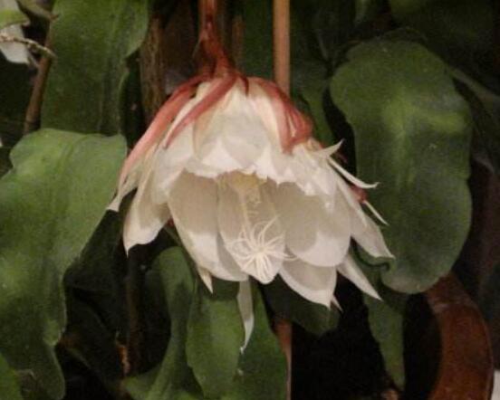 曇花多長時間澆水，只需要保證盆土微濕潤環(huán)境即可