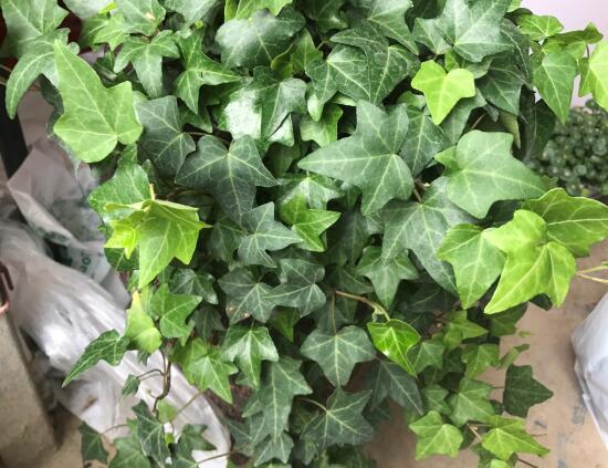 常春藤怎么養(yǎng)長(zhǎng)得快，常春藤的養(yǎng)殖方法