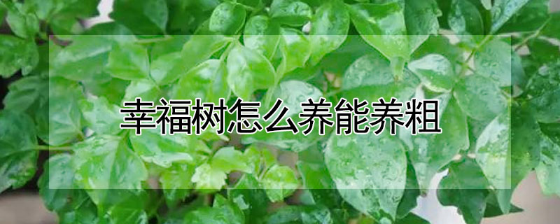 幸福樹(shù)怎么養(yǎng)能養(yǎng)粗