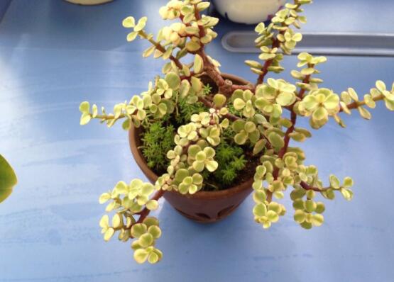 雅樂之舞葉片發(fā)皺是怎么回事，主要有三種原因造成(光照/溫度/澆水)