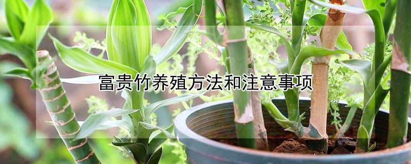 富貴竹養(yǎng)殖方法和注意事項(xiàng)