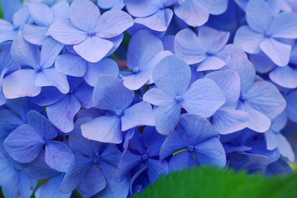 繡球花和瓊花的區(qū)別