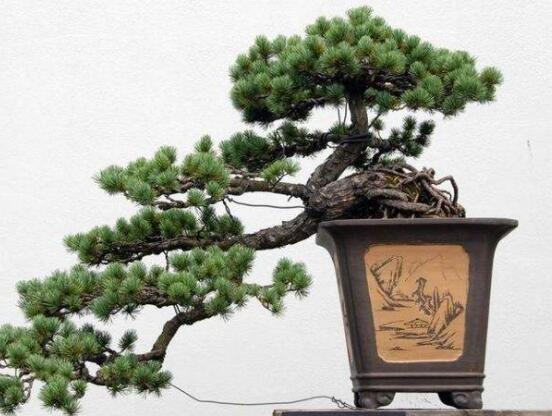 羅漢松風(fēng)水學(xué)和寓意，趨吉避兇，辟邪化煞