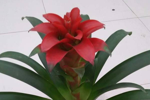 鴻運當(dāng)頭發(fā)芽了怎么辦