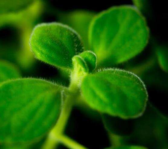 碰碰香的功效與作用，凈化空氣、消炎消腫，制作香精