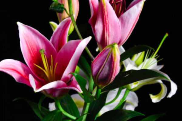 香水百合的養(yǎng)殖方法和注意事項