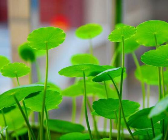 水培銅錢草葉子發(fā)黃怎么辦，四種原因以及解決方法