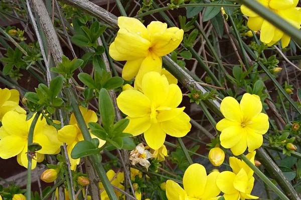 迎春花的養(yǎng)殖方法和注意事項(xiàng)