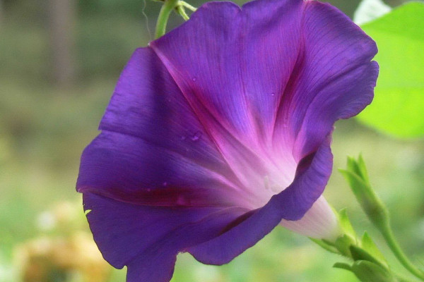 牽牛花能在陽臺(tái)上種么