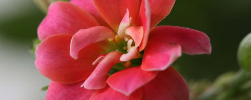 長(zhǎng)壽花春天開(kāi)花嗎