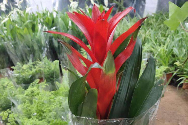 鴻運(yùn)當(dāng)頭開花后有種子嗎