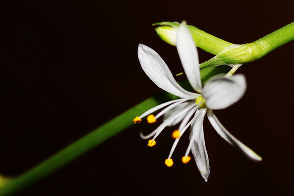 玫瑰吊蘭和牡丹吊蘭的區(qū)別