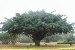 為什么榕樹不能種家里，因?yàn)殚艠洳蝗萑?迷信說(shuō)法)