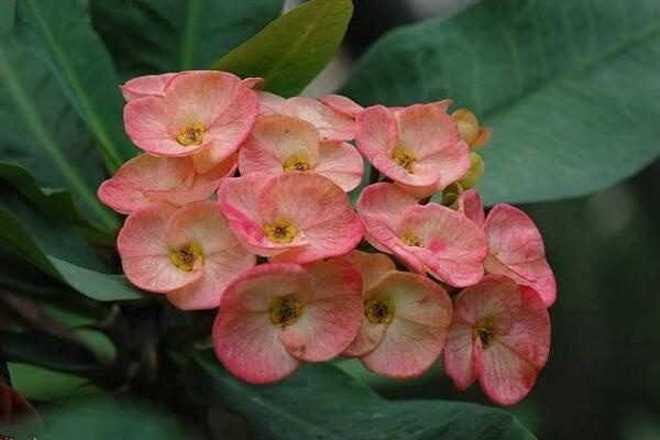 大葉虎刺梅有毒嗎，毒性與虎刺梅相同