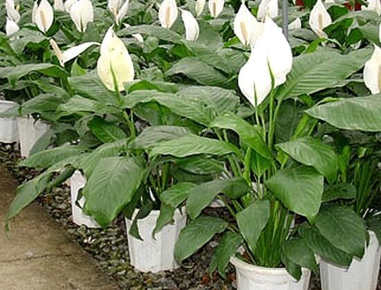 一帆風(fēng)順澆什么水好，澆淘米水、池塘水使枝葉青翠碧綠